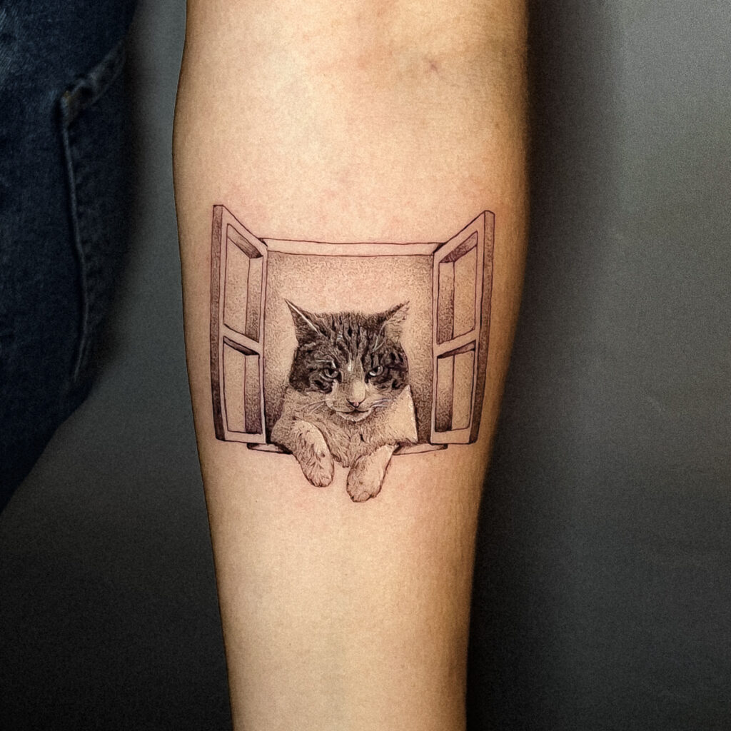 gato na janela
